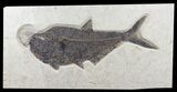 Huge, Diplomystus Fish Fossil - Wyoming #60982-1